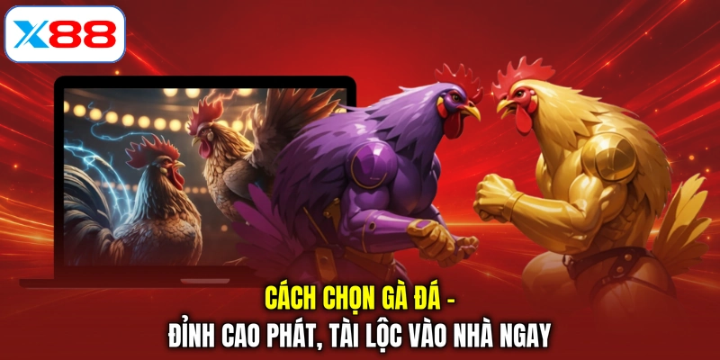 Cách Chọn Gà Đá - Đỉnh Cao Phát, Tài Lộc Vào Nhà Ngay