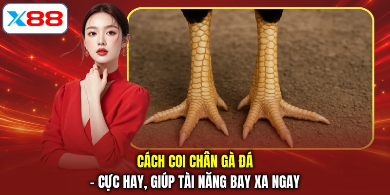 Cách Coi Chân Gà Đá - Cực Hay, Giúp Tài Năng Bay Xa Ngay