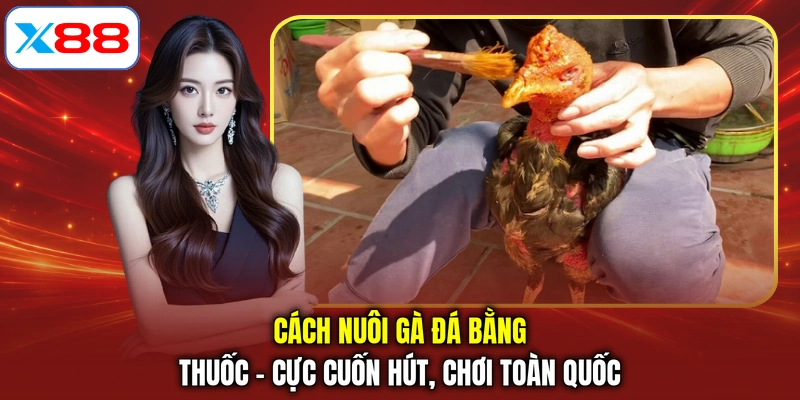 Cách Nuôi Gà Đá Bằng Thuốc - Cực Cuốn Hút, Chơi Toàn Quốc