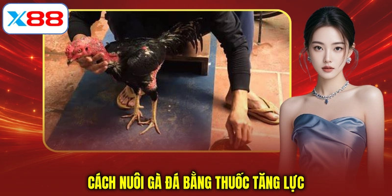 Cách nuôi gà đá bằng thuốc tăng lực