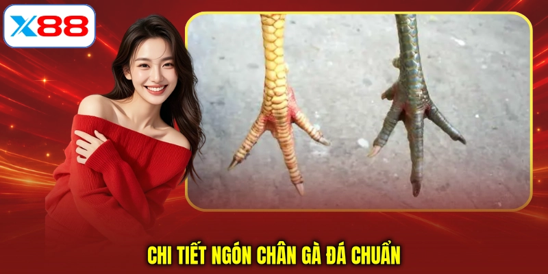 Chi tiết ngón chân gà đá chuẩn