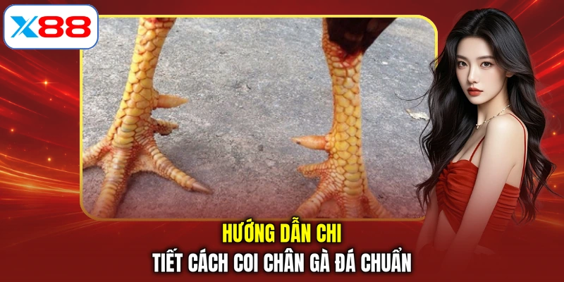Hướng dẫn chi tiết cách coi chân gà đá chuẩn