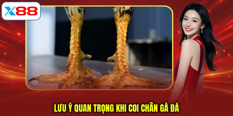 Lưu ý quan trọng khi coi chân gà đá