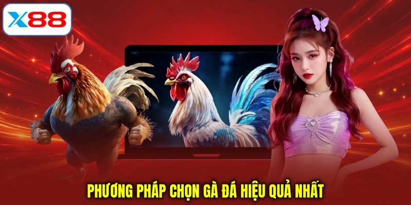 Phương pháp chọn gà đá hiệu quả nhất