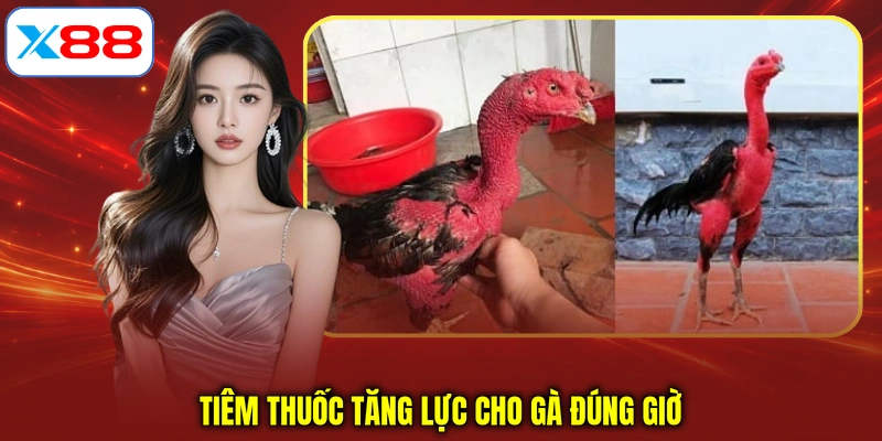 Tiêm thuốc tăng lực cho gà đúng giờ